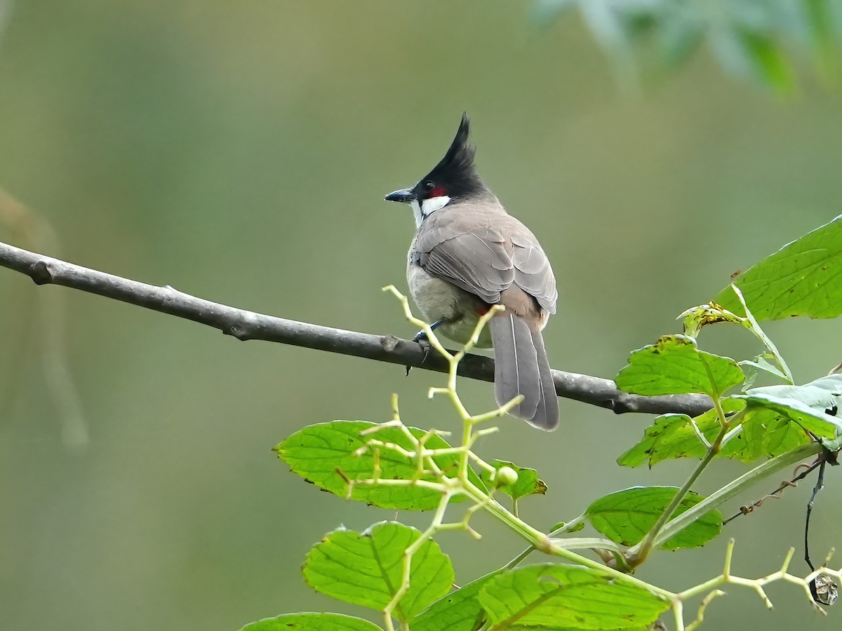 Red-whiskered Bulbul - peng su