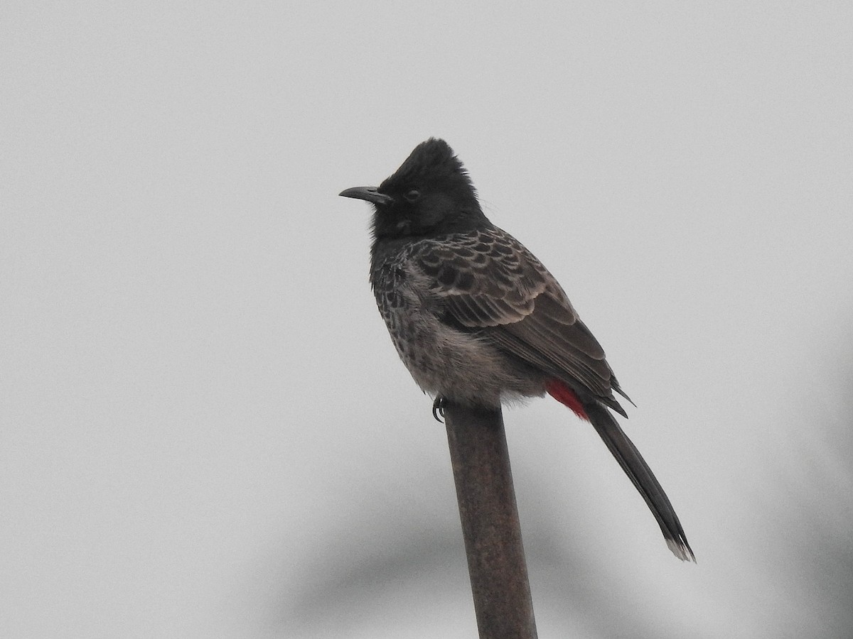 Bulbul à ventre rouge - ML517013301