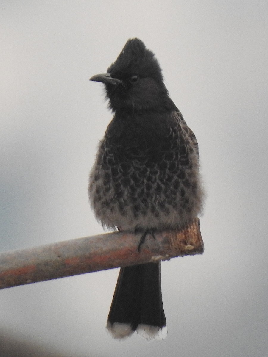 Bulbul à ventre rouge - ML517013311