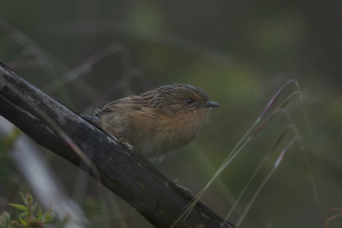 pokřováček vláknoocasý - ML517013811