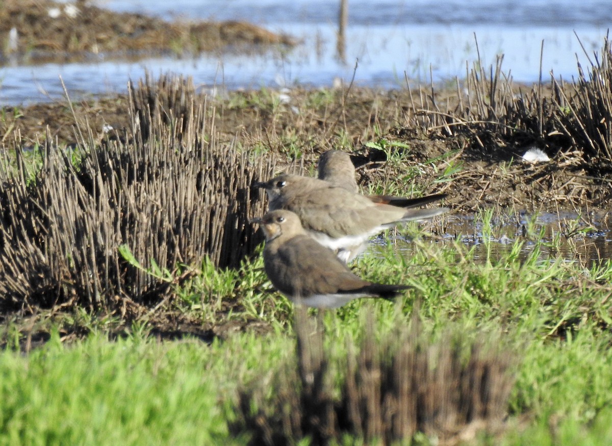 Oriental Pratincole - ML517013881