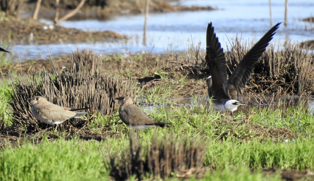 Oriental Pratincole - ML517013891