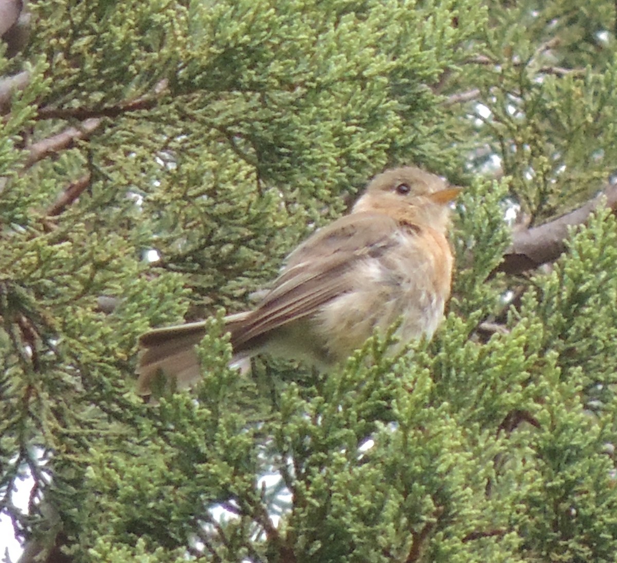 Buff-breasted Flycatcher - ML517013931