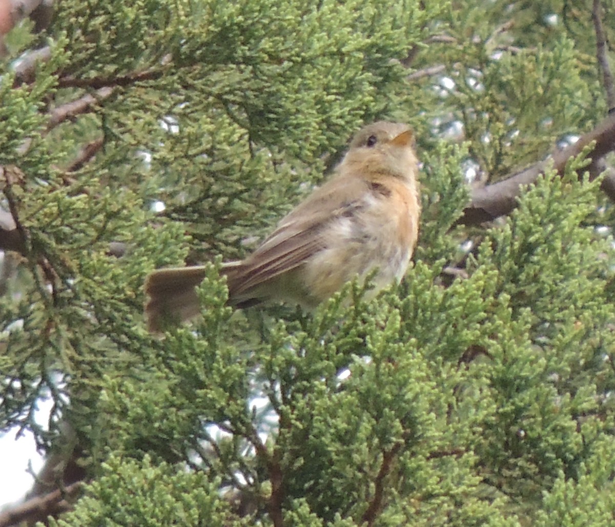 Buff-breasted Flycatcher - ML517013941