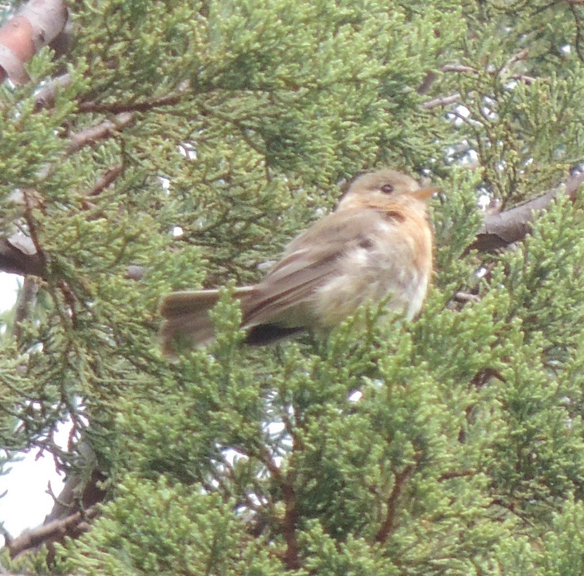 Buff-breasted Flycatcher - ML517013951