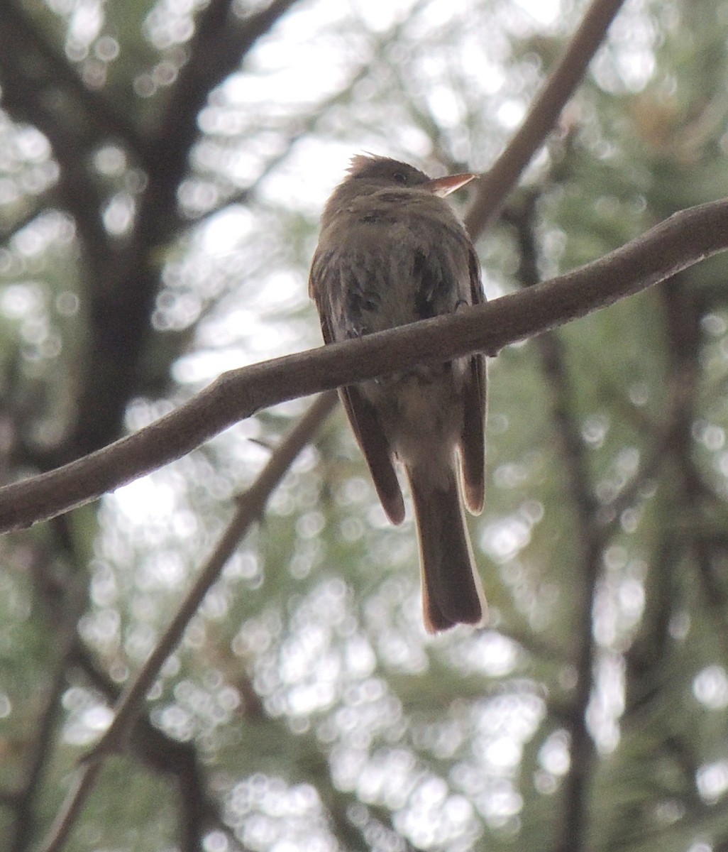 Greater Pewee - ML517014131