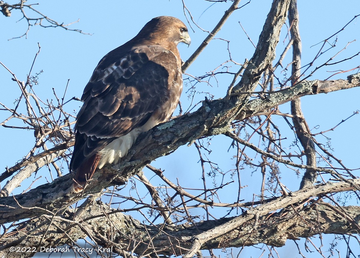 Red-tailed Hawk - ML517014231