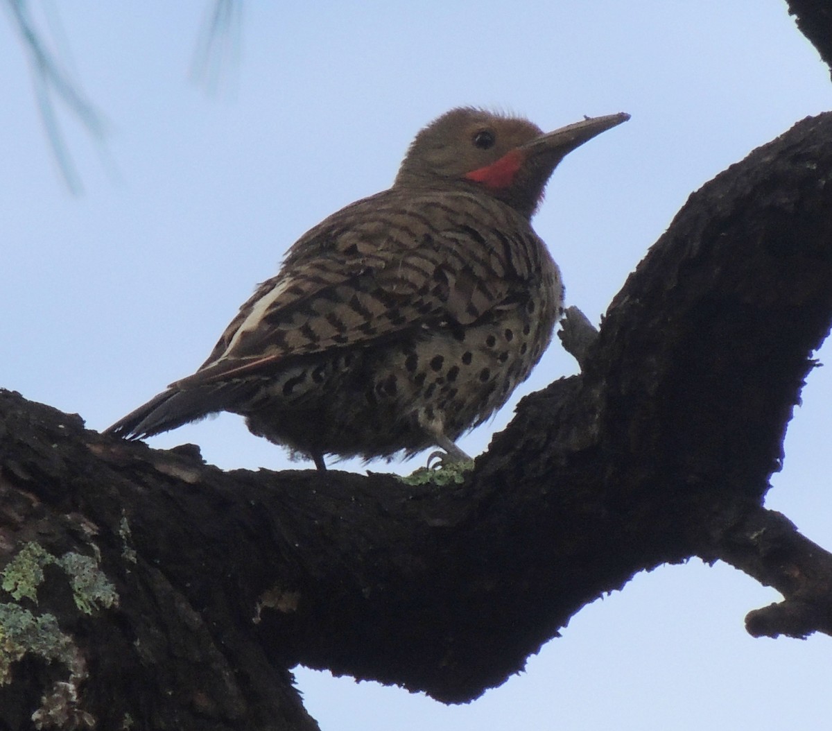 Northern Flicker (Red-shafted) - ML517014601