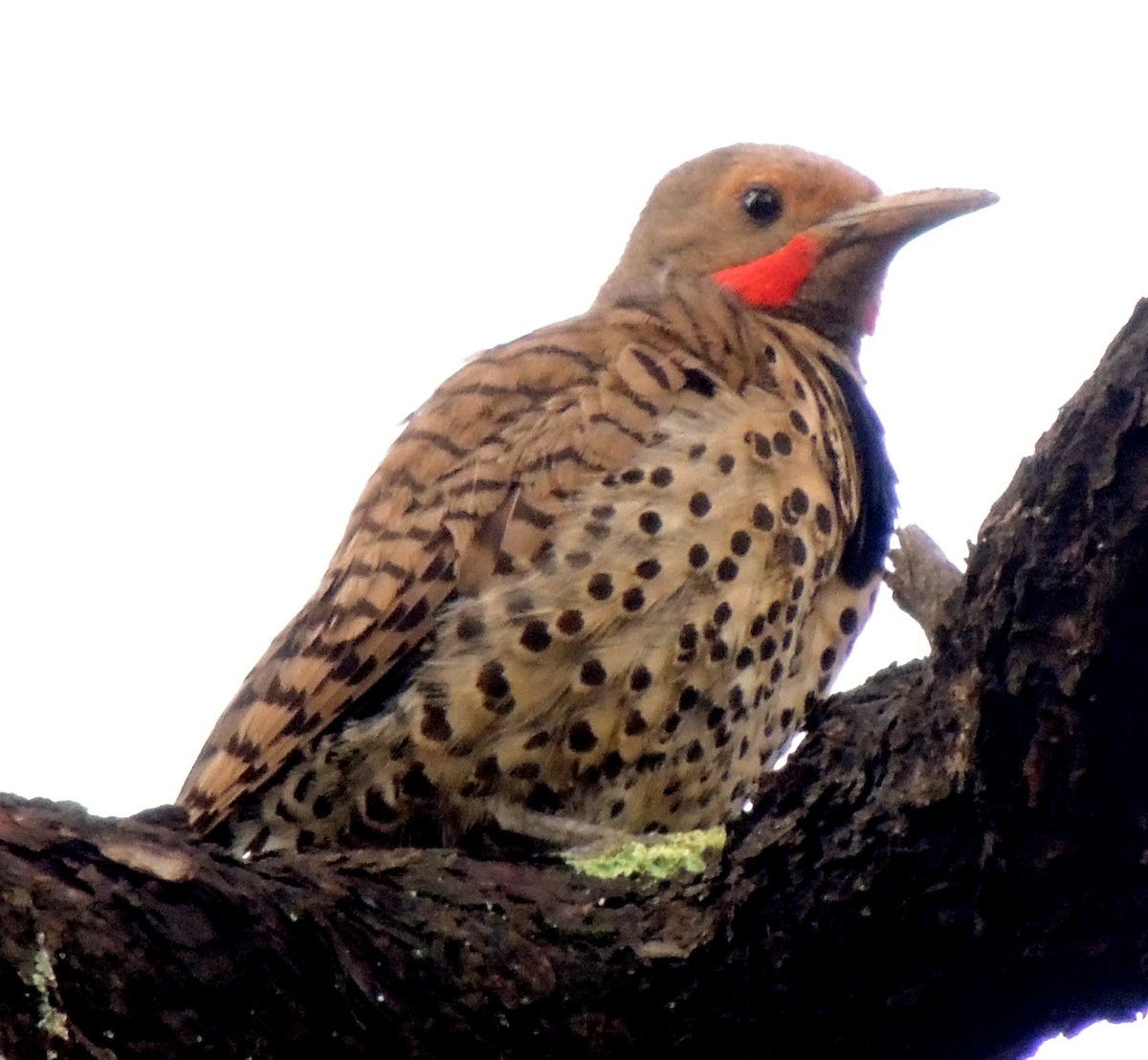 Northern Flicker (Red-shafted) - ML517014611