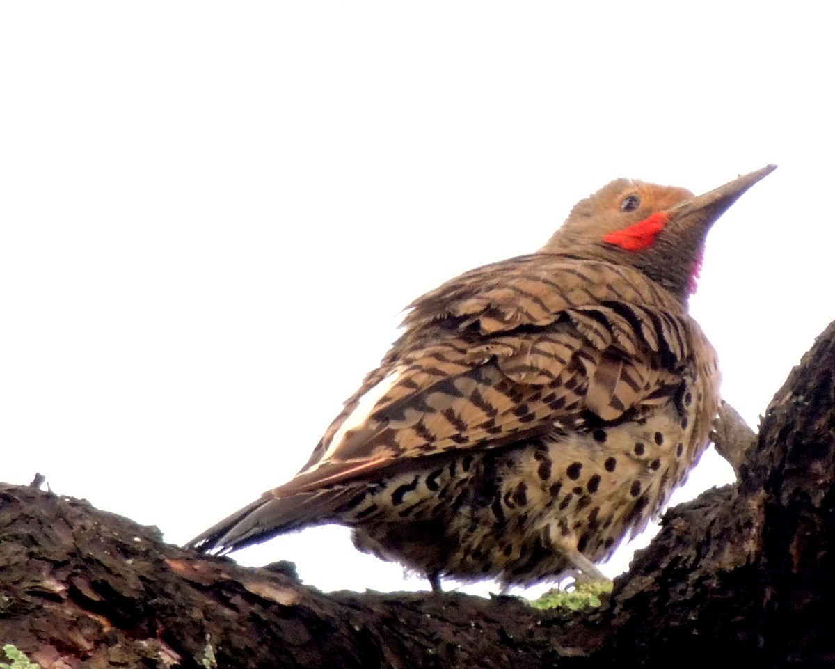 Northern Flicker (Red-shafted) - ML517014621