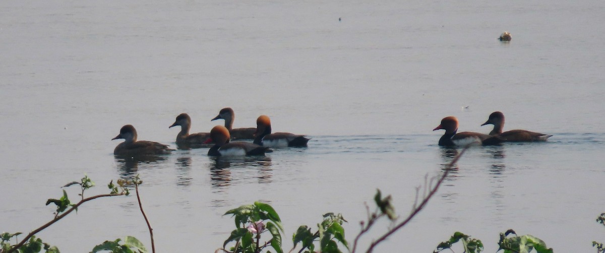 Nette rousse - ML517016621