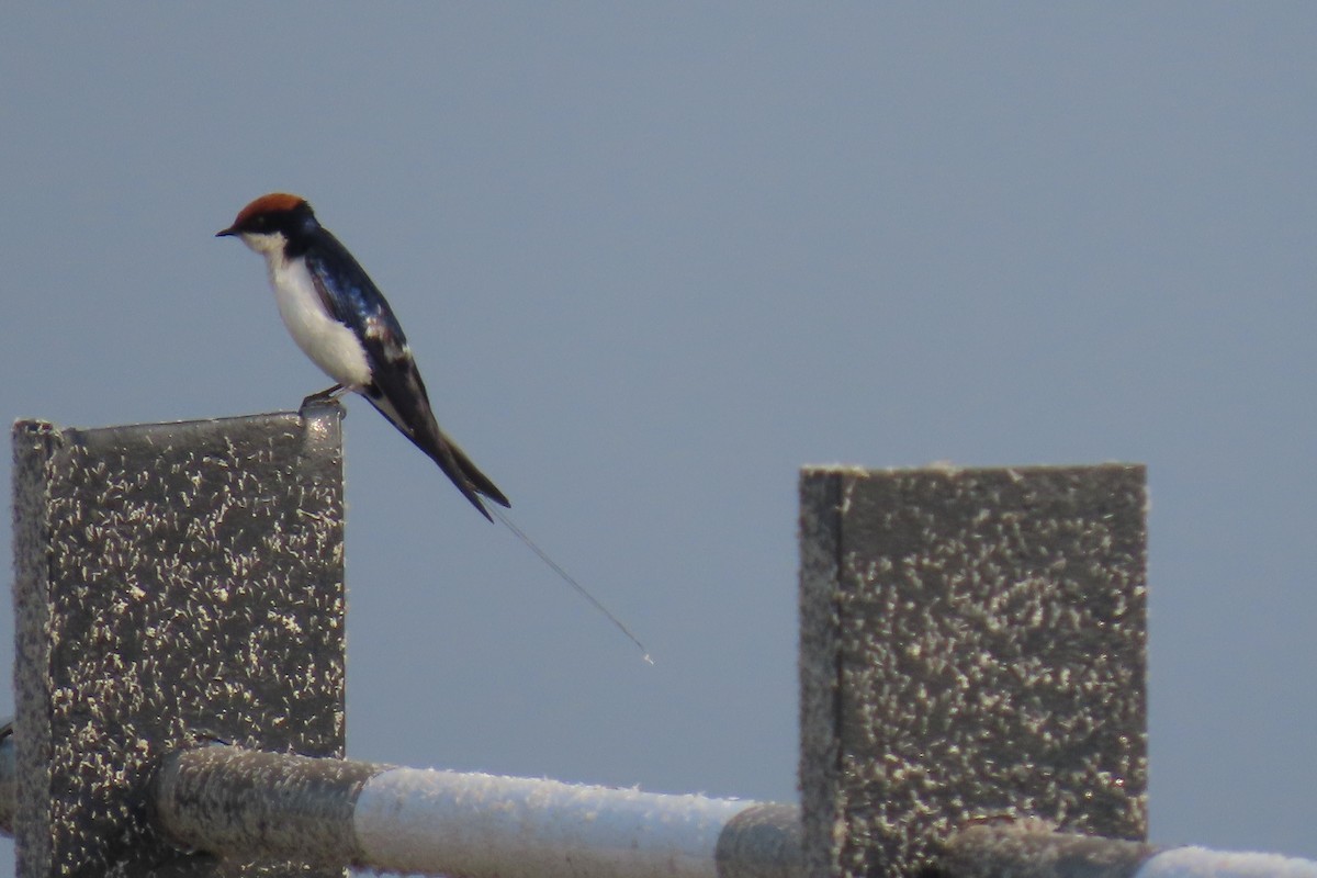 Hirondelle à longs brins - ML517016641