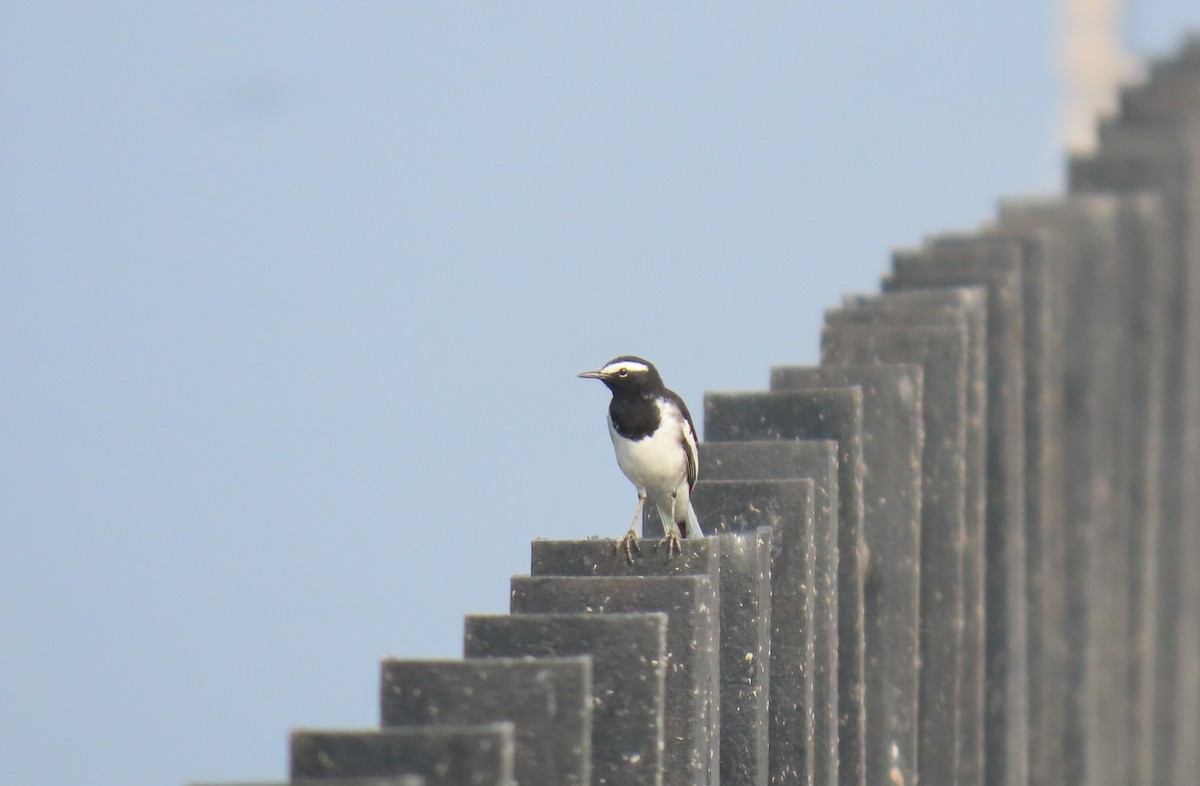 Bergeronnette indienne - ML517016831