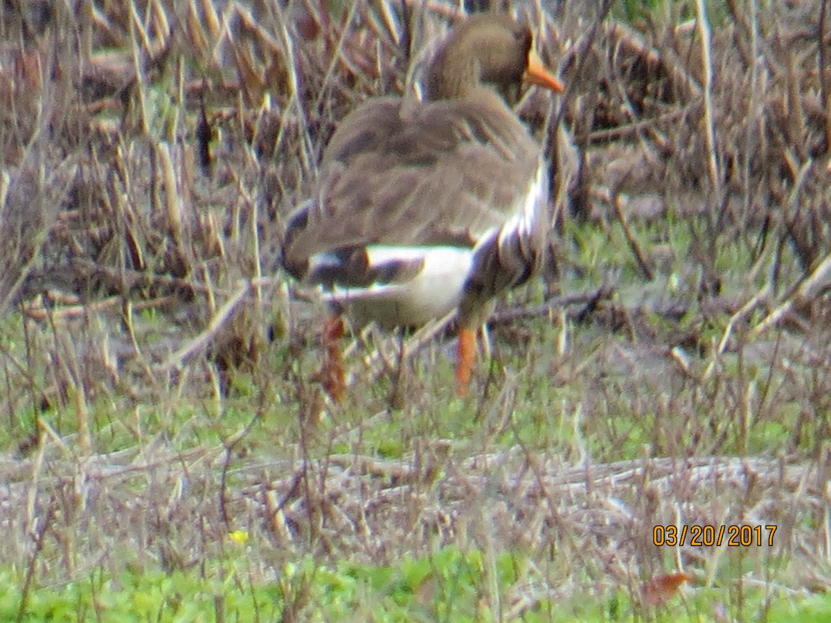 Greater White-fronted Goose - Barbara Korpi