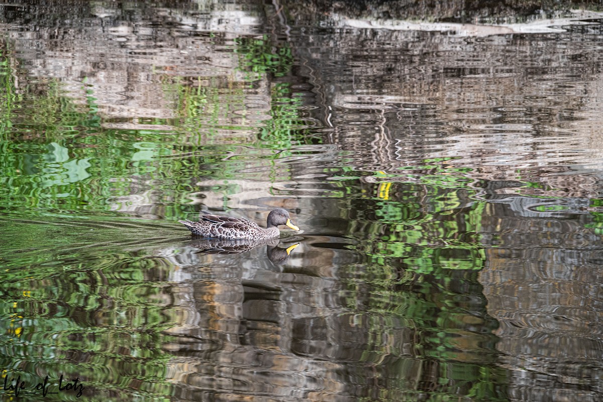 Yellow-billed Duck - ML517017211