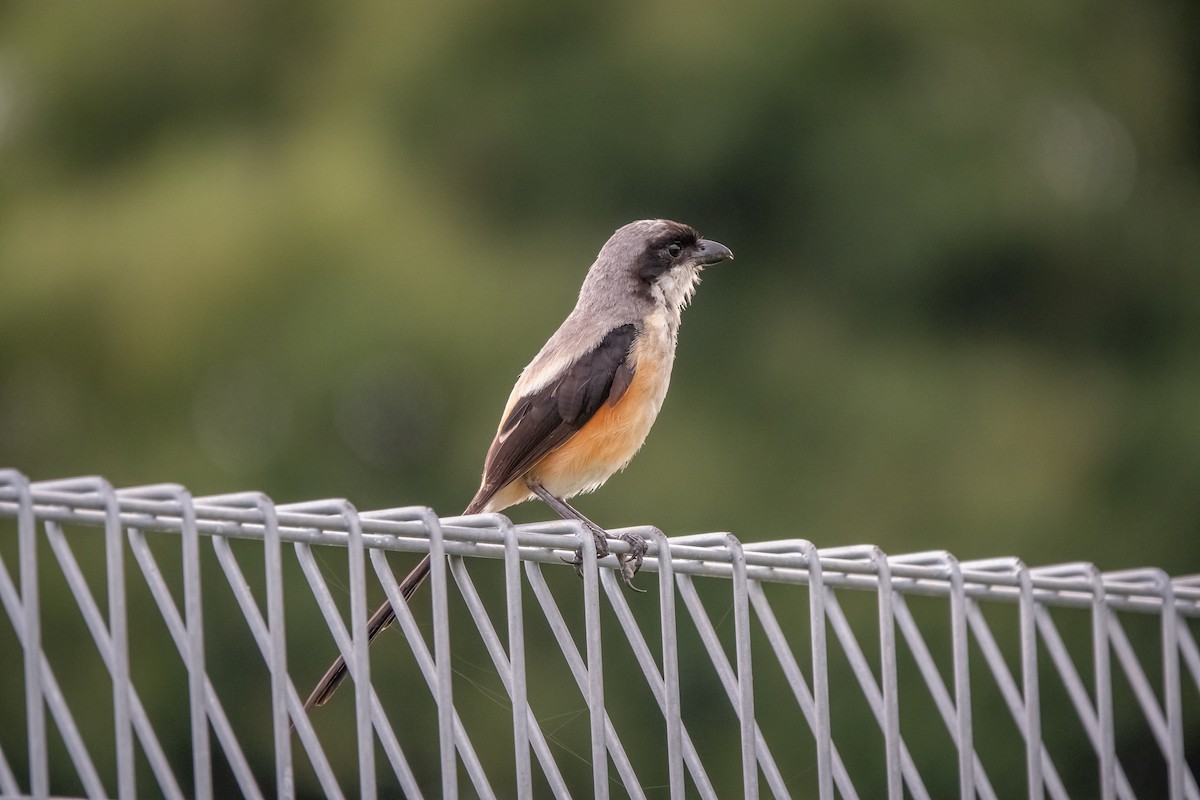 Long-tailed Shrike - ML517017691