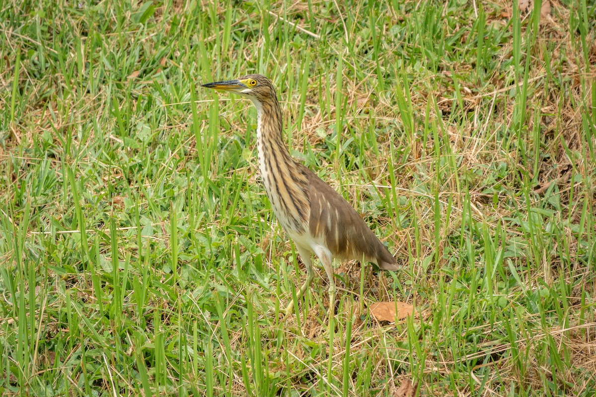 pond-heron sp. - Timothy Liu