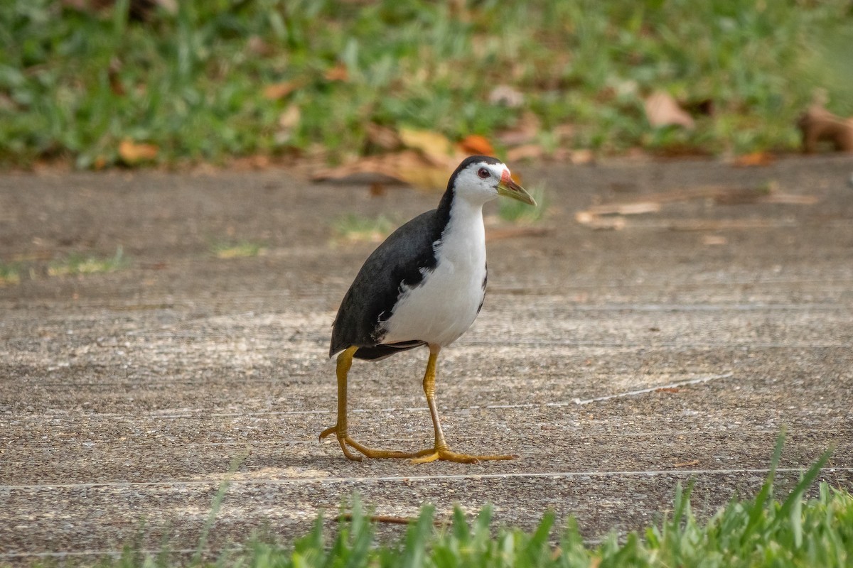 White-breasted Waterhen - ML517017741