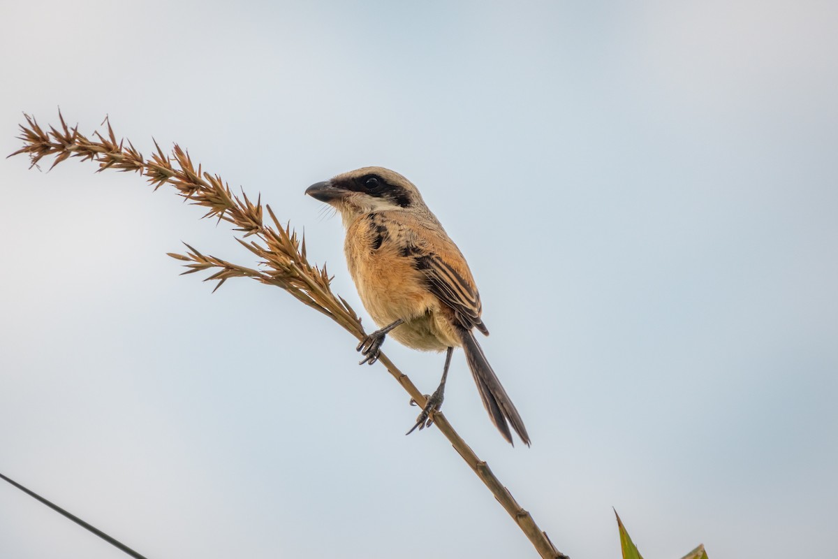 Long-tailed Shrike - ML517017841