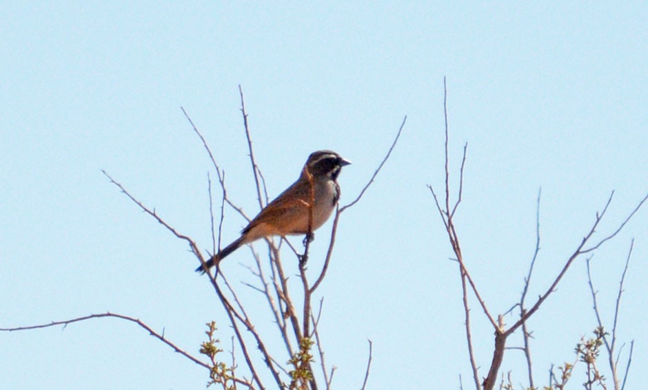 Black-throated Sparrow - ML51701811