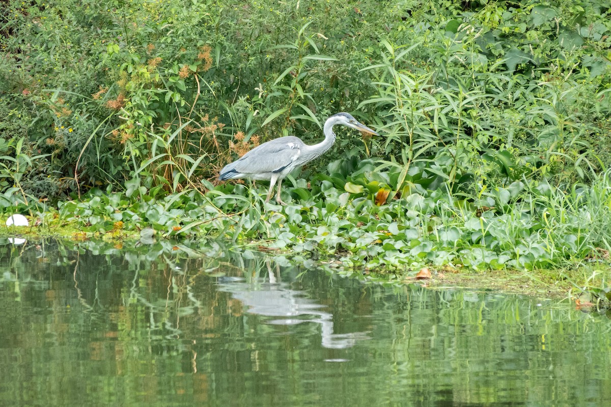 Gray Heron - ML517018121