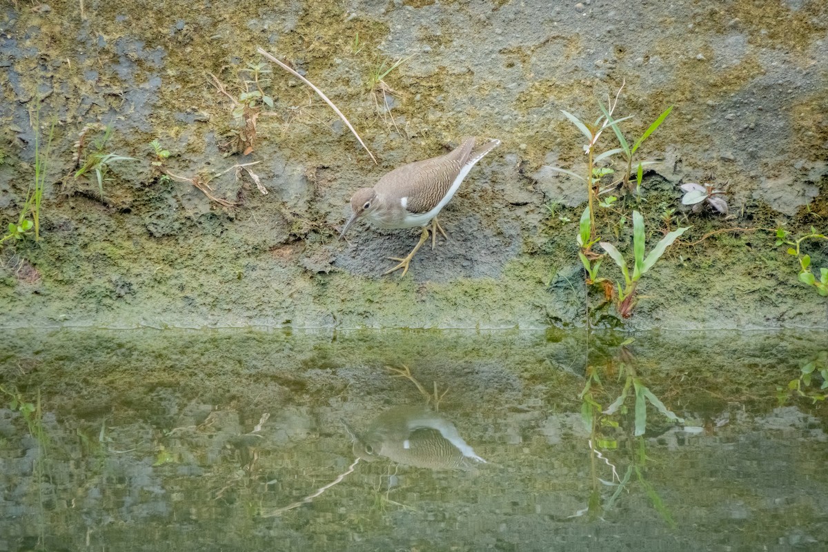 Common Sandpiper - ML517018151