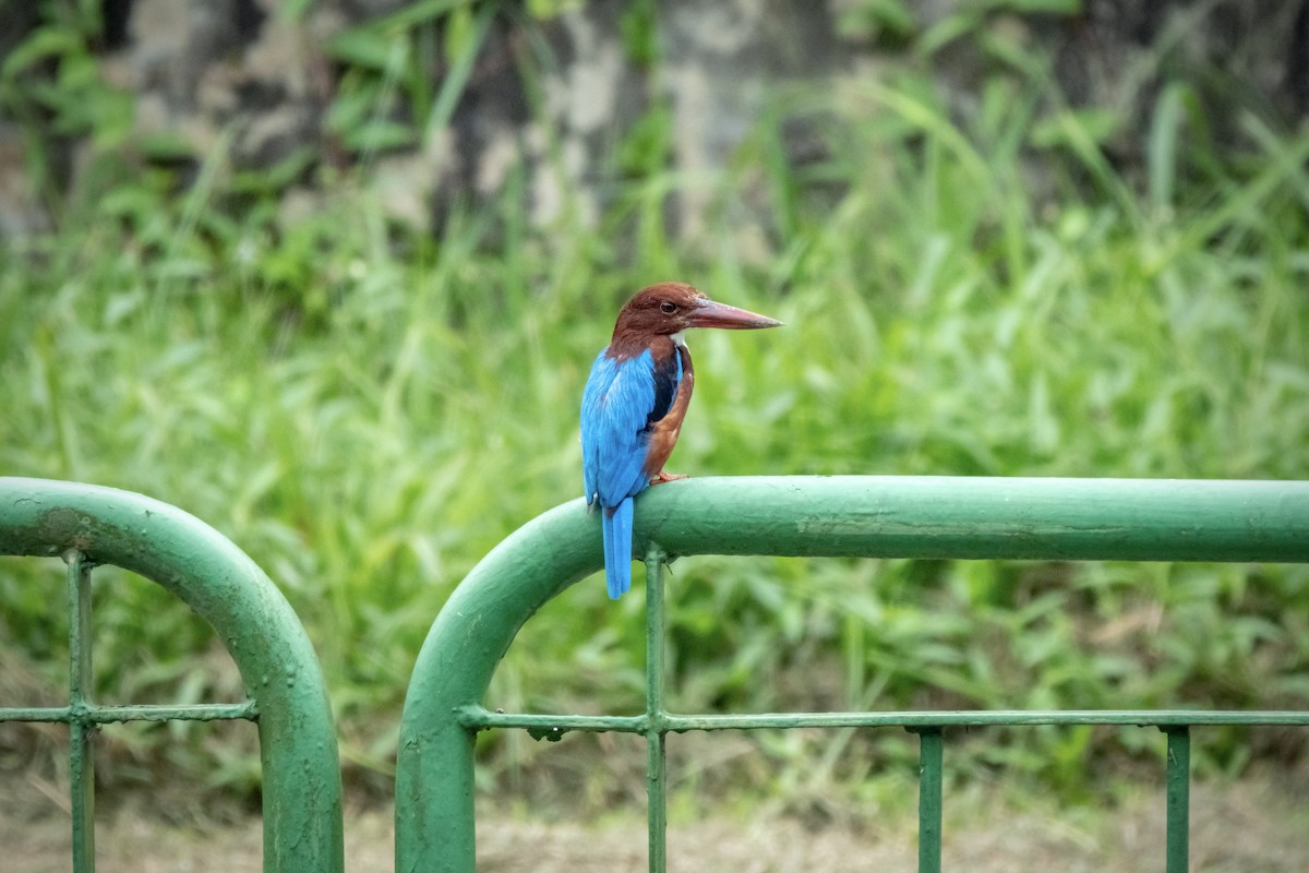 White-throated Kingfisher - ML517018201