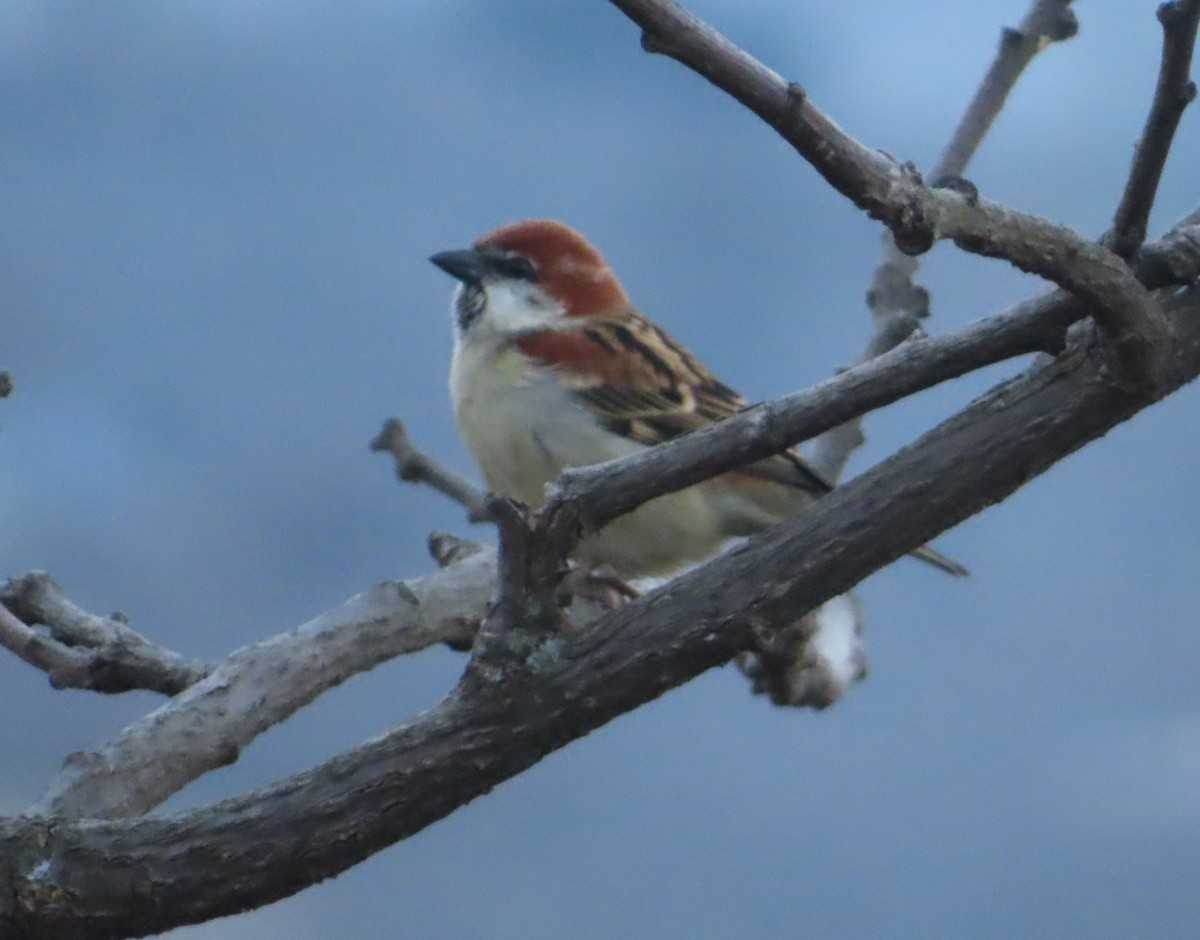 Russet Sparrow - ML517018251