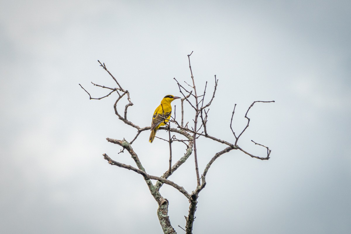 Black-naped Oriole - ML517018281