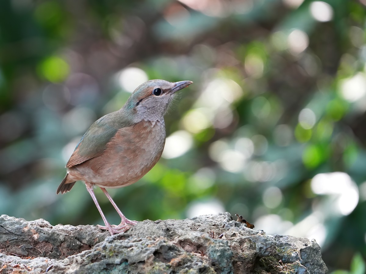 Blue-rumped Pitta - ML517018361