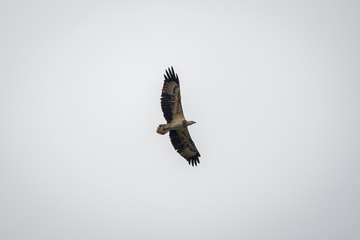 White-bellied Sea-Eagle - ML517018391