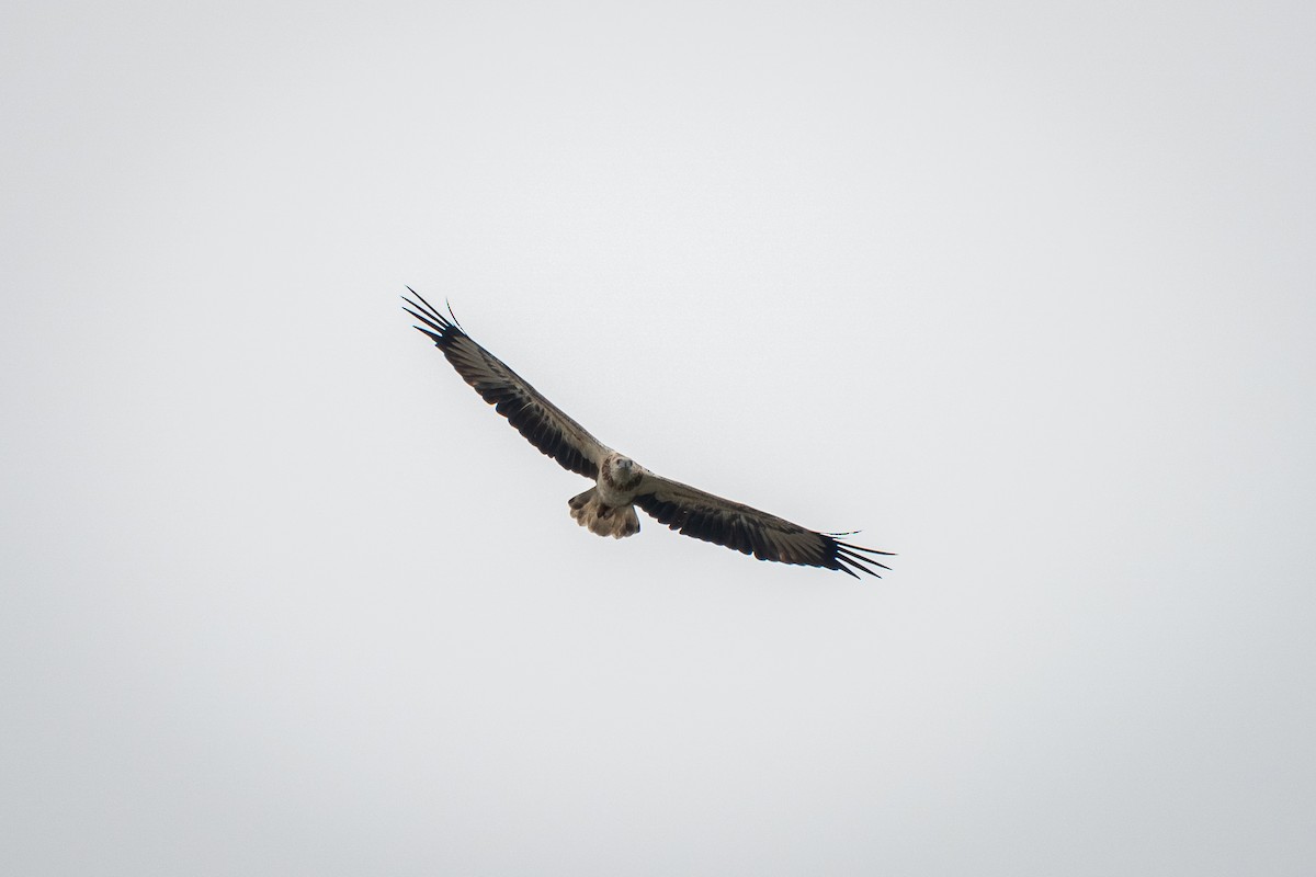 White-bellied Sea-Eagle - ML517018401