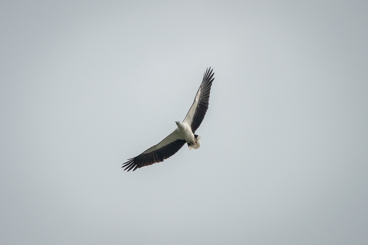 White-bellied Sea-Eagle - ML517018411