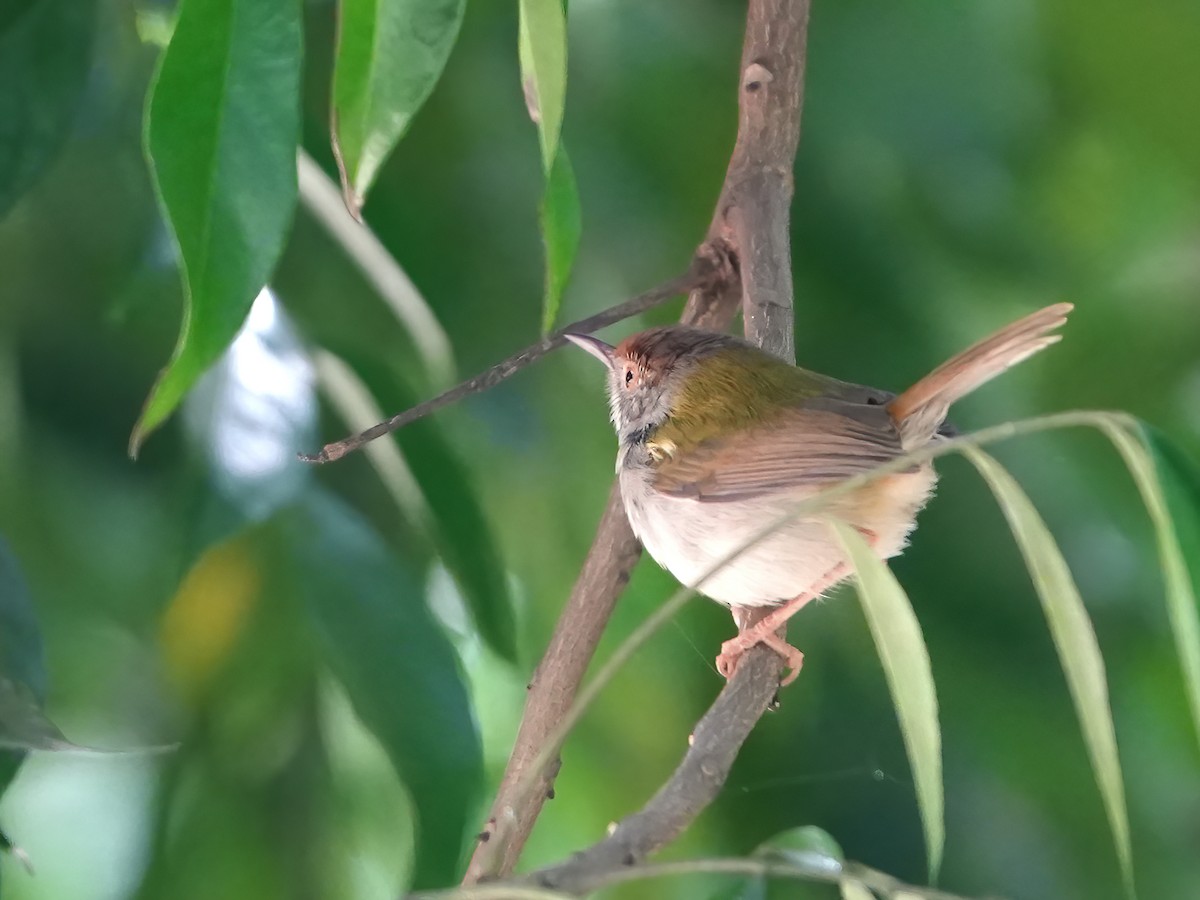 Common Tailorbird - ML517018621