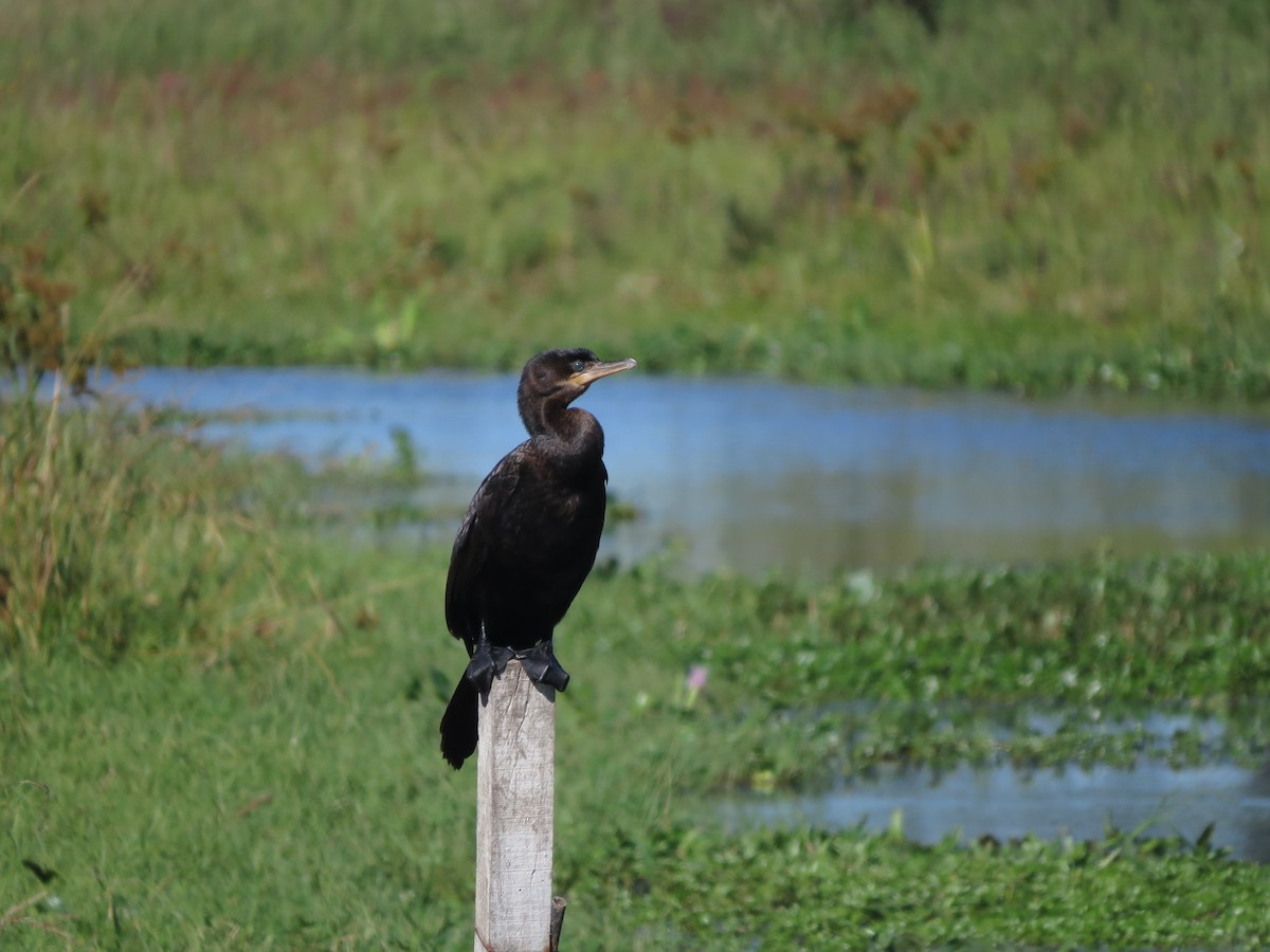 Neotropic Cormorant - Anahí Vaccaro