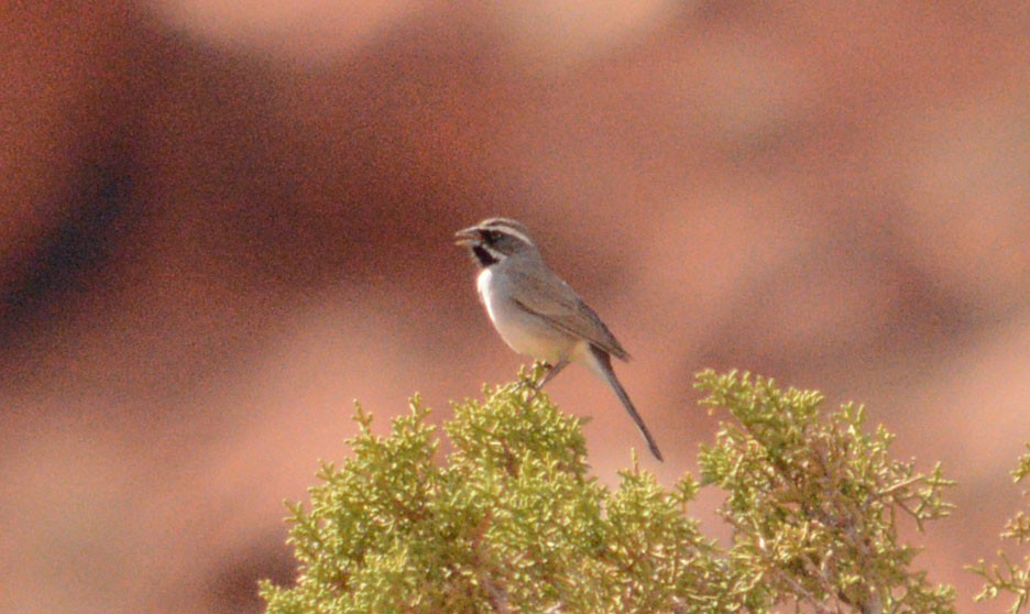 Black-throated Sparrow - ML51701881