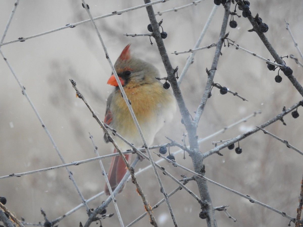 Cardinal rouge - ML517019281