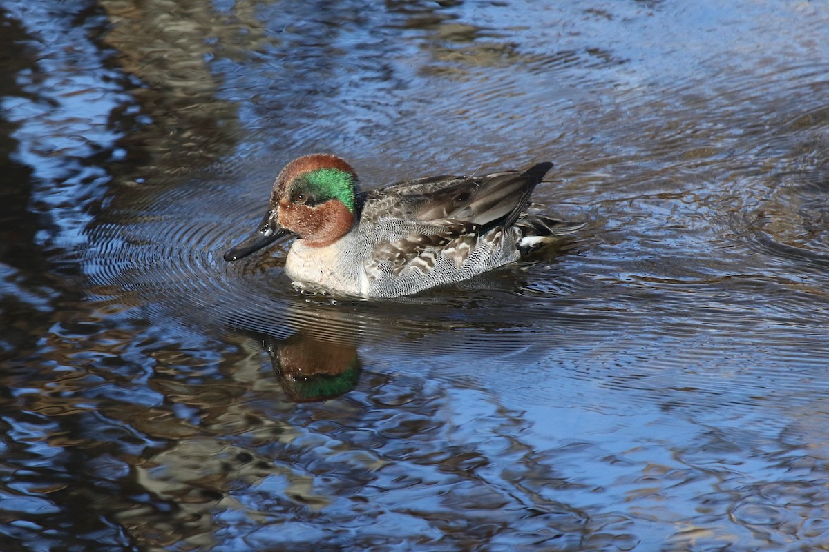 Green-winged Teal - Alan Malina