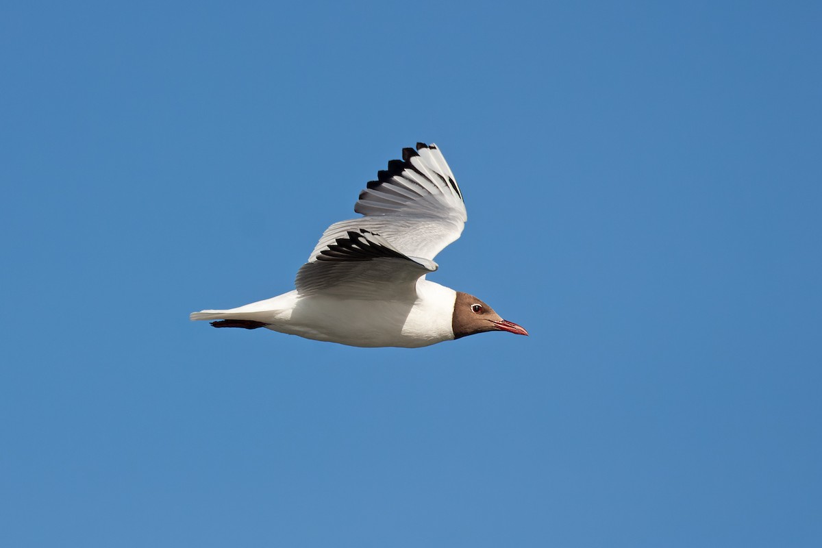 Brown-hooded Gull - ML517020681