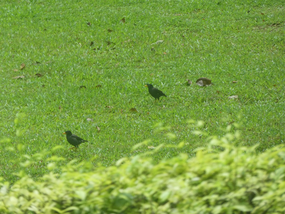 Javan Myna - ML517020831
