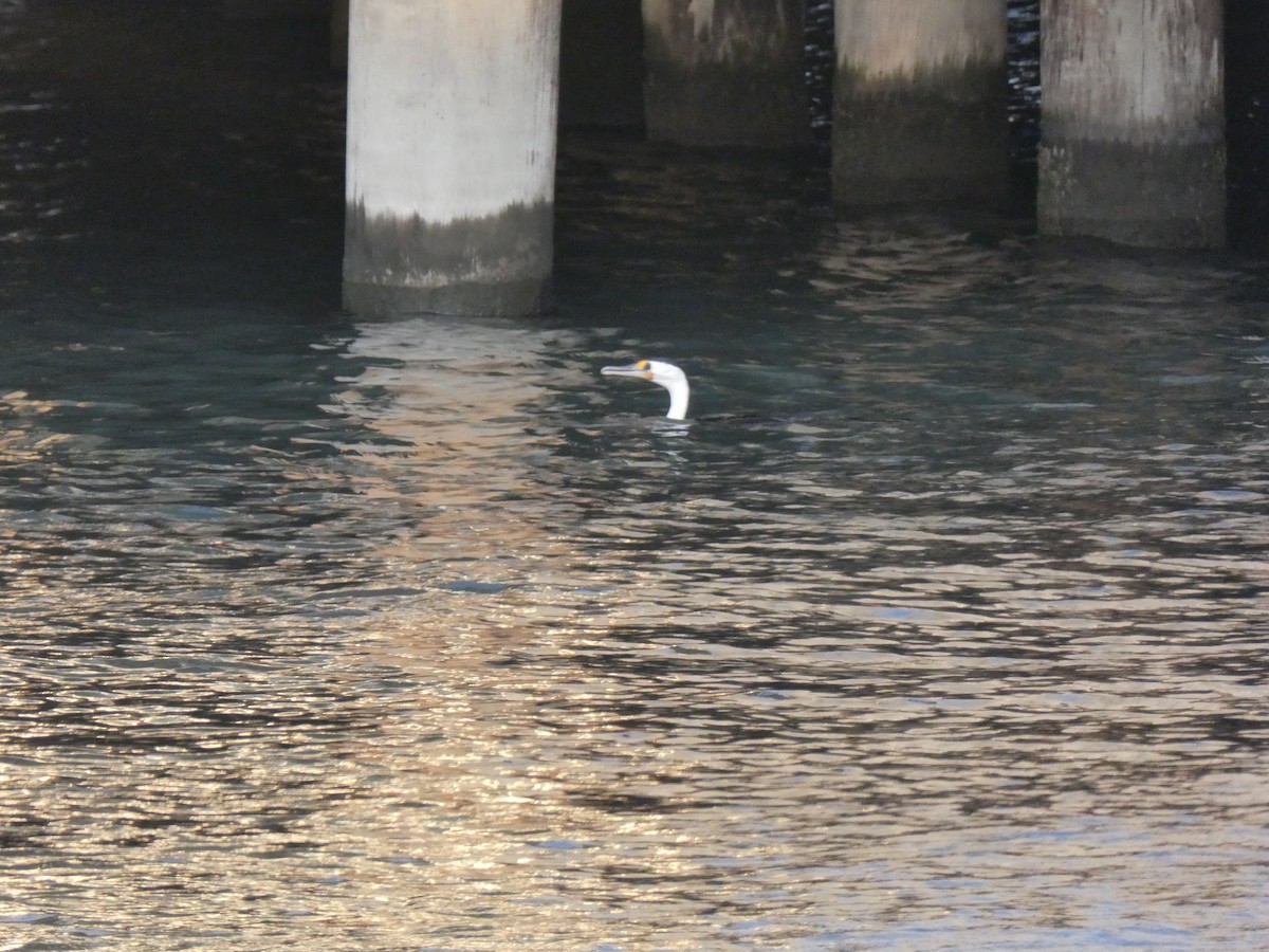 Pied Cormorant - Oli Bailey