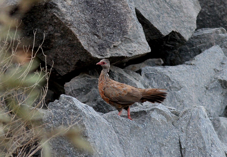 Red Spurfowl - ML517022441