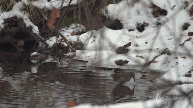 Водяной пастушок - ML517022881