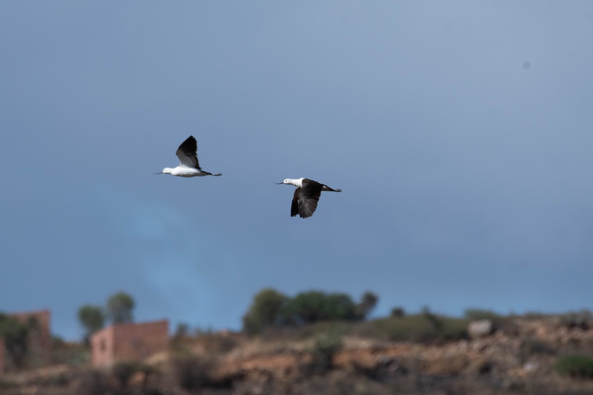 Avocette des Andes - ML517023001