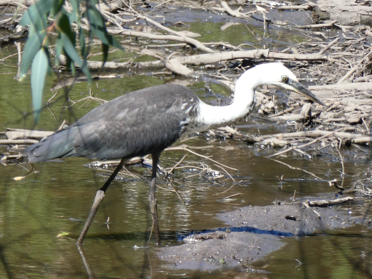 Pacific Heron - ML517023341