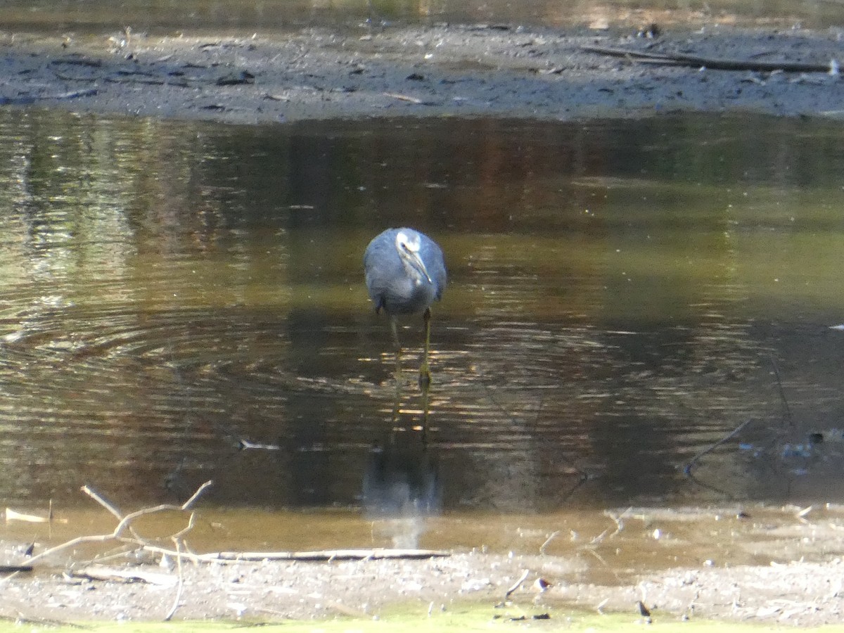 White-faced Heron - ML517023391