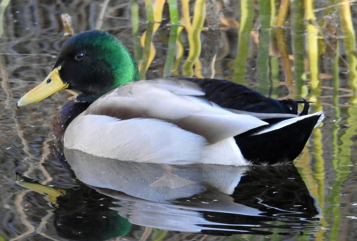 Mallard - Jacklyn Anderson