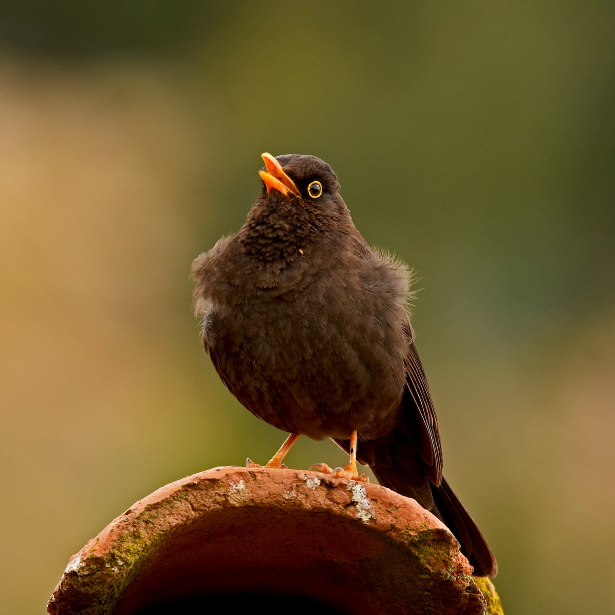 Chiguanco Thrush - ML517024381