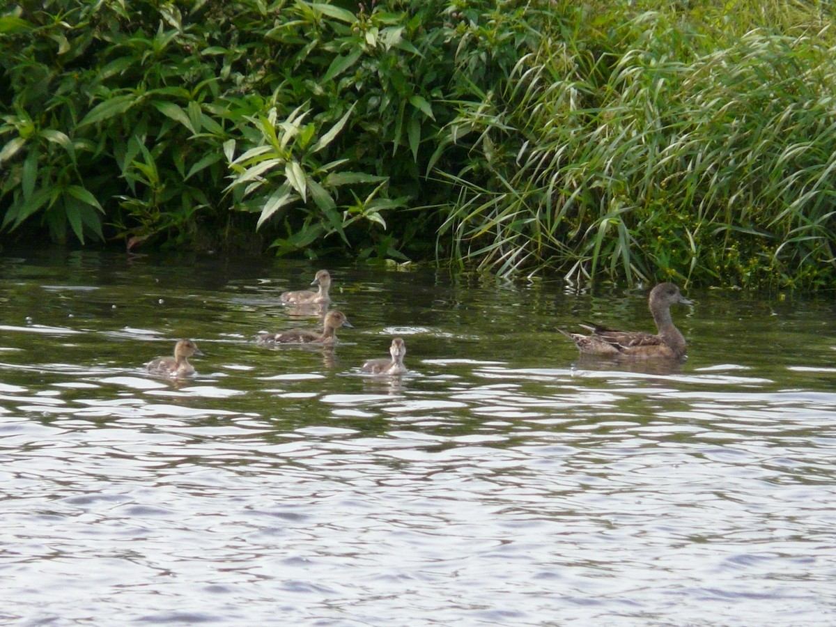 American Wigeon - ML517025271