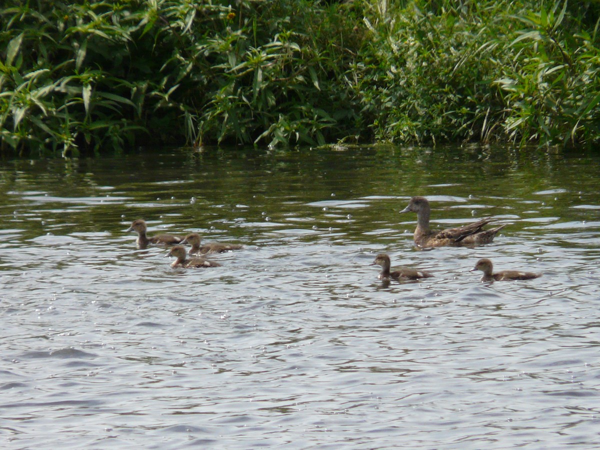 American Wigeon - ML517025311